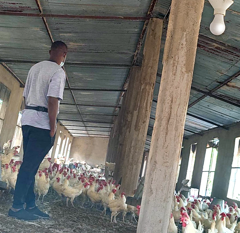 Suivi des volailles à la Ferme Avicole Baniamba